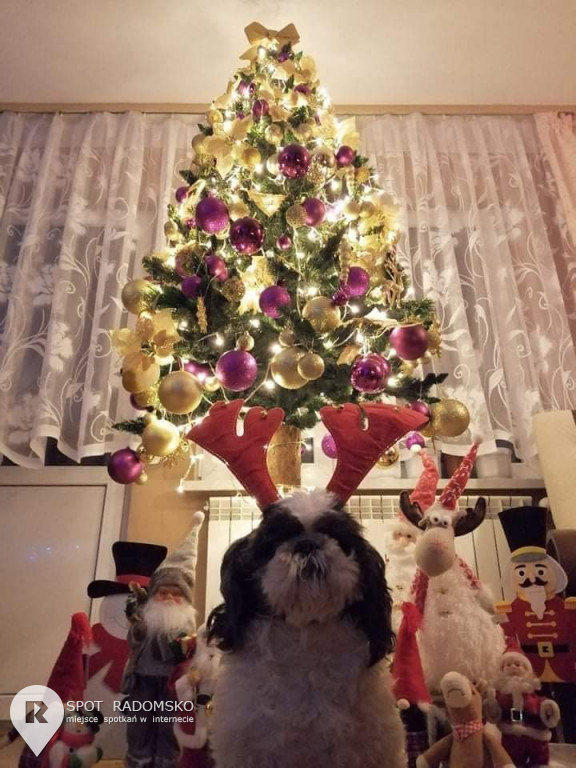 ROZSTRZYGNIĘCIE konkursu bożonarodzeniowego