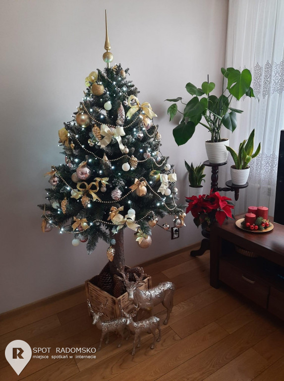 ?Świąteczne choinki - rozstrzygnięcie konkursu