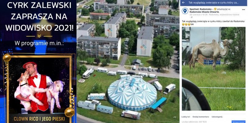 fot: Spotted Radomsko, Cyrk Zalewski, Artur Kępa