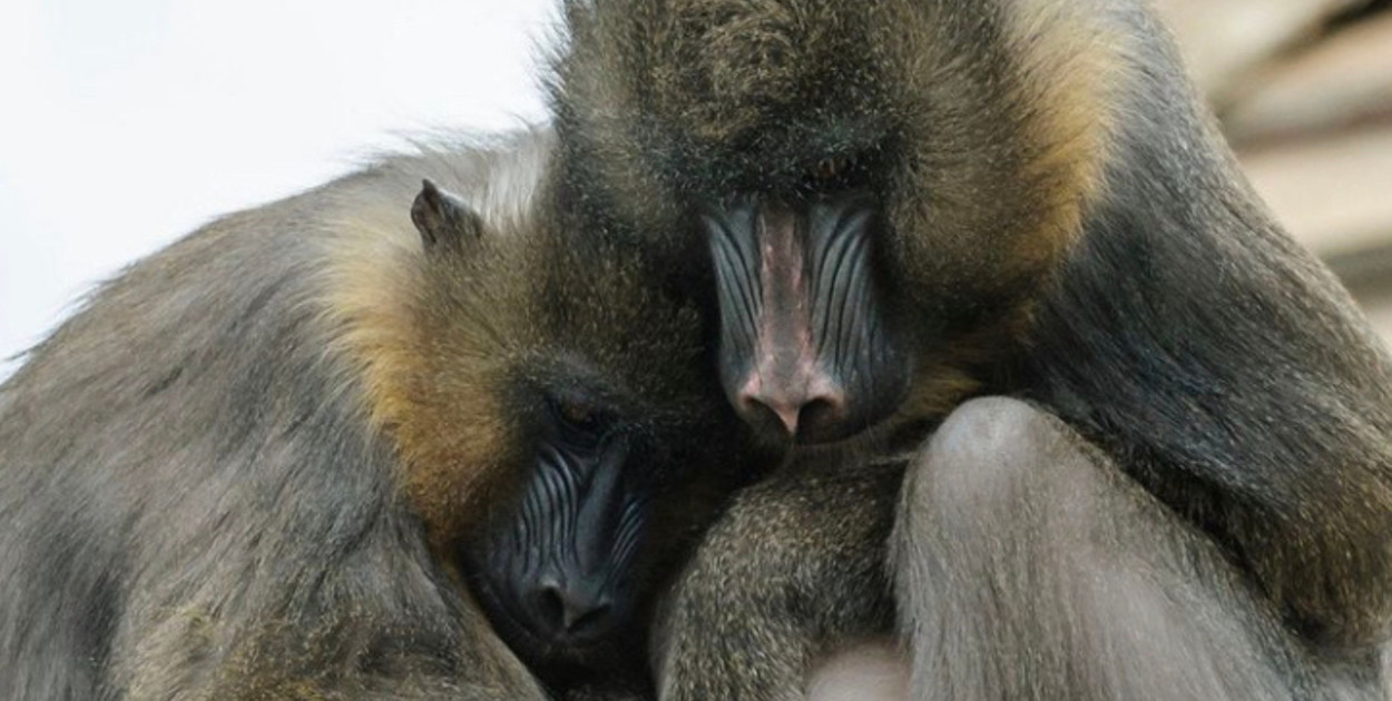 fot: Instagram Zoo Borysew 