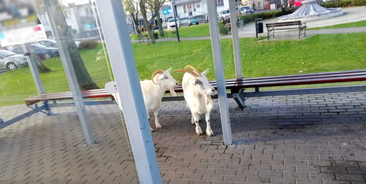 fot: KMP Piotrków Trybunalski