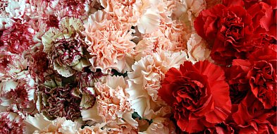 Wiele kwiatów, które są dostępne w kwiaciarniach może znaleźć się na talerzu-16292