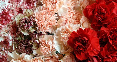 Wiele kwiatów, które są dostępne w kwiaciarniach może znaleźć się na talerzu-16292