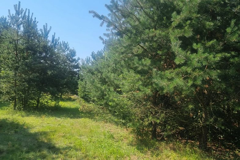 zdjecie ogloszenia