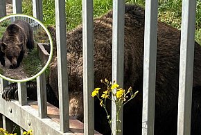 Niedźwiedź przetrzymywany nielegalnie w gminie Kłomnice trafił do zoo-25412