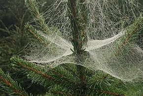 Kupujesz żywą choinkę na święta? Ten szczegół łatwo przeoczyć-25805