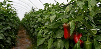Producent papryki: najgorszy sezon od pięciu lat, nie ma chętnych do skupu papryki-25043