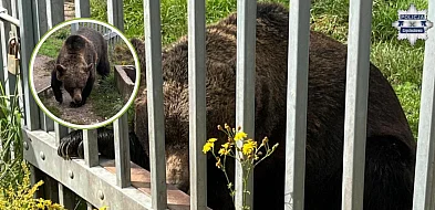 Niedźwiedź przetrzymywany nielegalnie w gminie Kłomnice trafił do zoo-25412