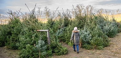 Lasy Państwowe: choinki kupione na plantacjach nadleśnictw kosztują 30-60 zł-25838