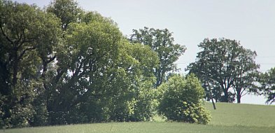 List do redakcji: drzewa przy drodze blokują budowę i wjazd na pole