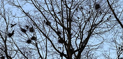 Ornitolog: ptaki mają dialekty, romanse i sąsiedzkie kłótnie