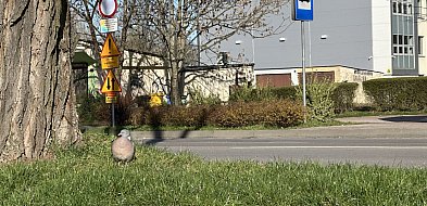 Prognoza pogody dla Radomska na pierwsze dni kwietnia. Bez opadów, ale z wiatrem