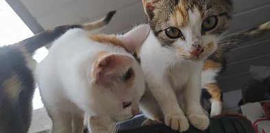 Behawiorystka: koty rozpoznają swoje imię; reagują na napięcie i zmiany w zachowan