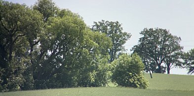 List do redakcji: drzewa przy drodze blokują budowę i wjazd na pole