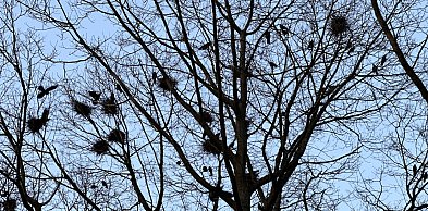 Ornitolog: ptaki mają dialekty, romanse i sąsiedzkie kłótnie