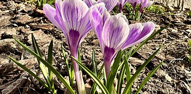 W piątek 20 marca przywitamy astronomiczną wiosnę