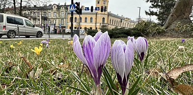 W piątek 20 marca witamy astronomiczną wiosnę