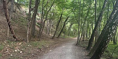 Kopalnia Bełchatów posadzi jesienią na zwałowi-25646