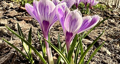 W piątek 20 marca przywitamy astronomiczną wiosnę