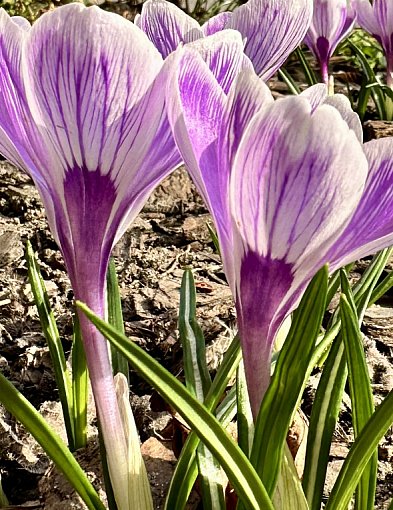 W piątek 20 marca przywitamy astronomiczną wiosnę