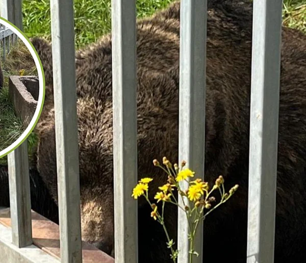 Niedźwiedź przetrzymywany nielegalnie w gminie Kłomnice trafił do zoo-25412