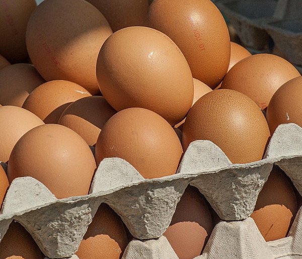 Salmonella wykryta w jajach! GIS wydał pilne ostrzeżenie-25864