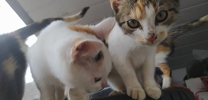 Behawiorystka: koty rozpoznają swoje imię; reagują na napięcie i zmiany w zachowan