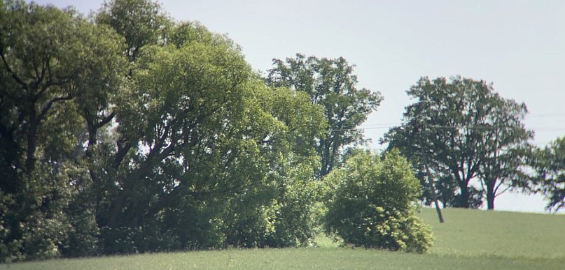 List do redakcji: drzewa przy drodze blokują budowę i wjazd na pole