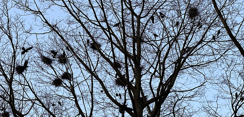 Ornitolog: ptaki mają dialekty, romanse i sąsiedzkie kłótnie