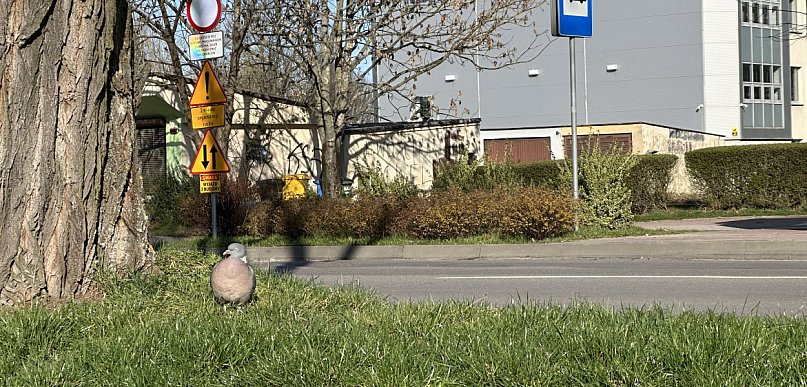 Prognoza pogody dla Radomska na pierwsze dni kwietnia. Bez opadów, ale z wiatrem