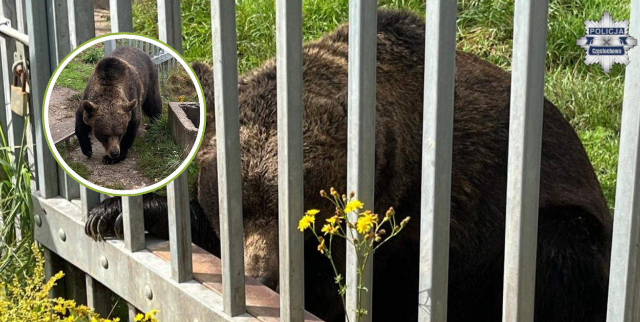 Niedźwiedź w gminie Kłomnice, fot: KMP Częstochowa