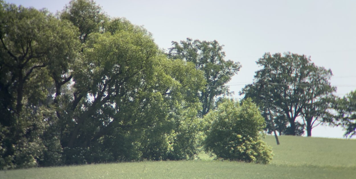 List do redakcji: drzewa przy drodze blokują budowę i wjazd na pole