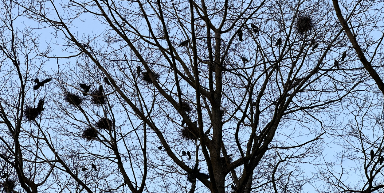 Ornitolog: ptaki mają dialekty, romanse i sąsiedzkie kłótnie