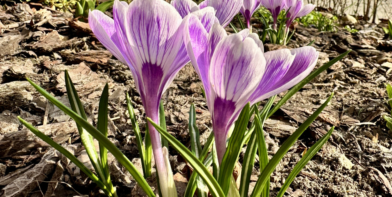 W piątek 20 marca przywitamy astronomiczną wiosnę