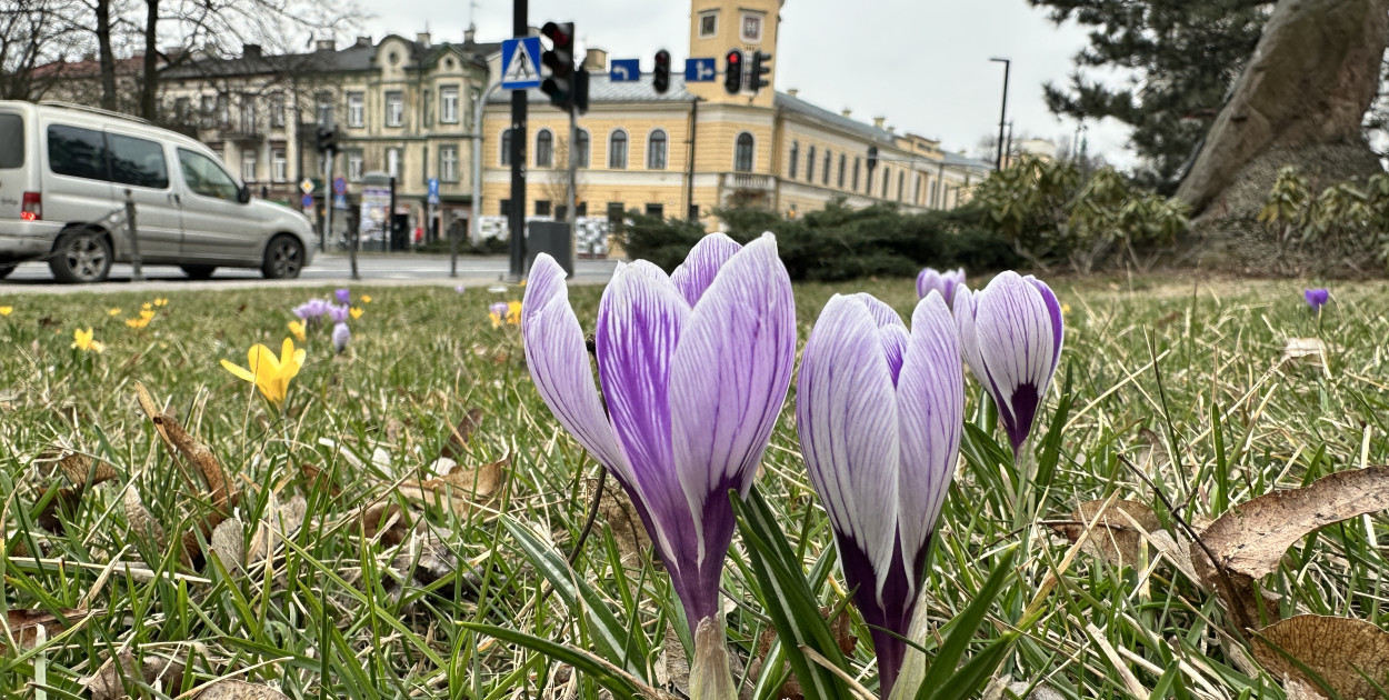 W piątek 20 marca witamy astronomiczną wiosnę