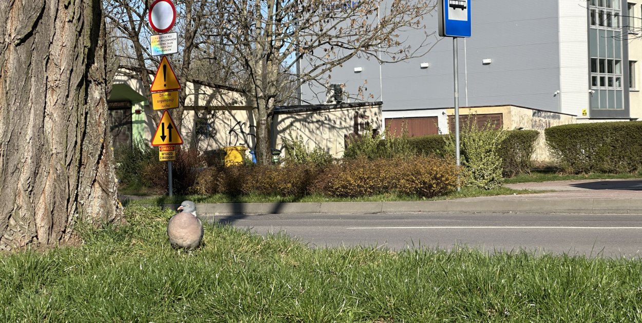 Prognoza pogody dla Radomska na pierwsze dni kwietnia. Bez opadów, ale z wiatrem