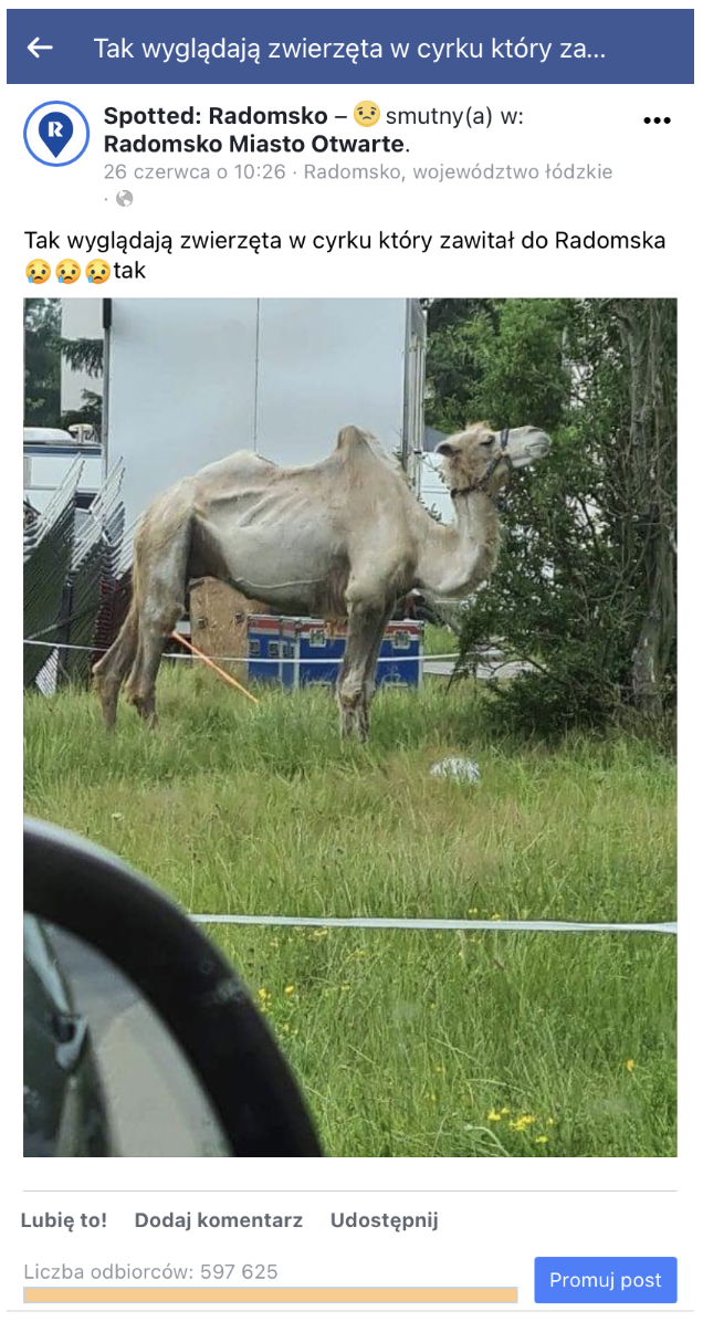 Spotted Radomsko